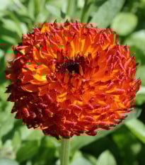 Měsíček lékařský Neon - Calendula officinalis - prodej semen - 40 ks