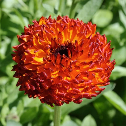 Měsíček lékařský Neon - Calendula officinalis - prodej semen - 40 ks