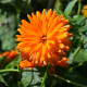 Měsíček lékařský Orange Double - Calendula officinalis - prodej semen - 50 ks