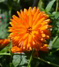 Měsíček lékařský Orange Double - Calendula officinalis - prodej semen - 50 ks