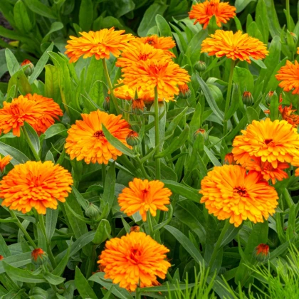 Měsíček lékařský Orange Double - Calendula officinalis - prodej semen - 50 ks