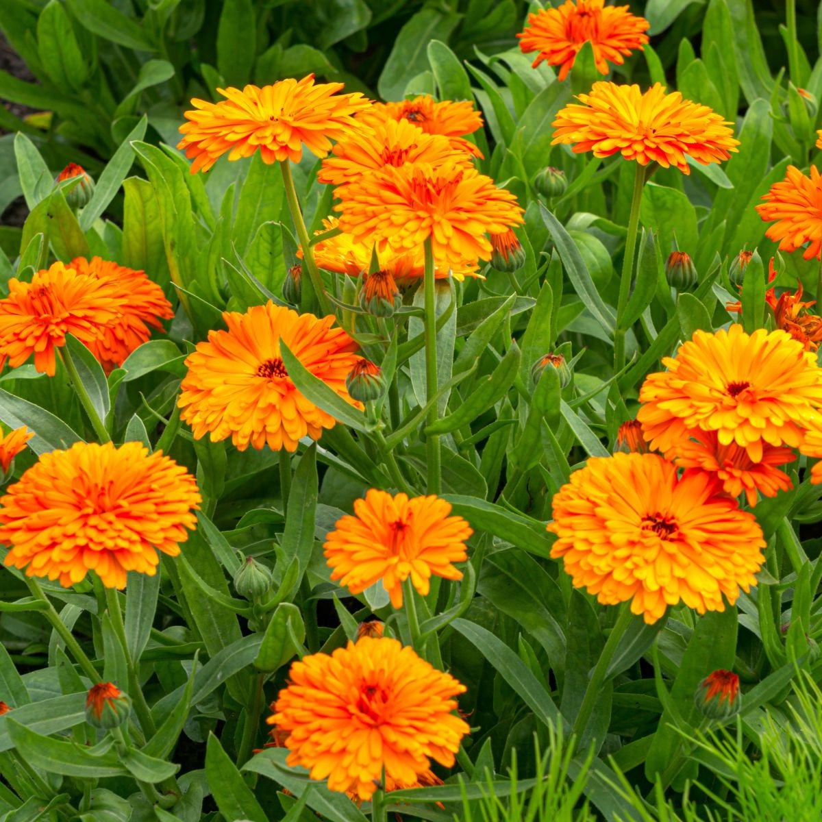 Měsíček lékařský Orange Double - Calendula officinalis - prodej semen - 50 ks