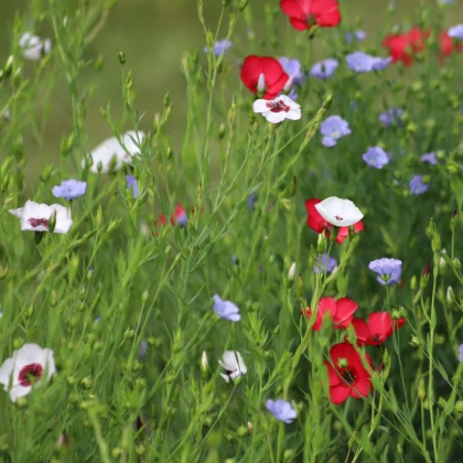 Len setý směs barev - Linum grandiflorum - prodej semen - 180 ks