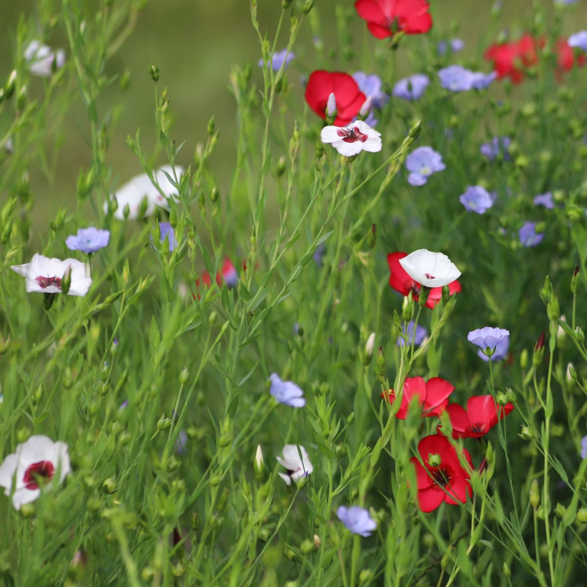 Len setý směs barev - Linum grandiflorum - prodej semen - 180 ks