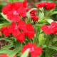 Hvozdík Chiba Red F1 - Dianthus interspecific - prodej semen - 18 ks