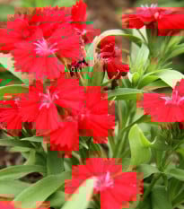 Hvozdík Chiba Red F1 - Dianthus interspecific - prodej semen - 18 ks