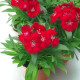 Hvozdík Chiba Red F1 - Dianthus interspecific - prodej semen - 18 ks