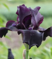 Kosatec německý Black Night - Iris germanica - prodej hlíz - 1 ks