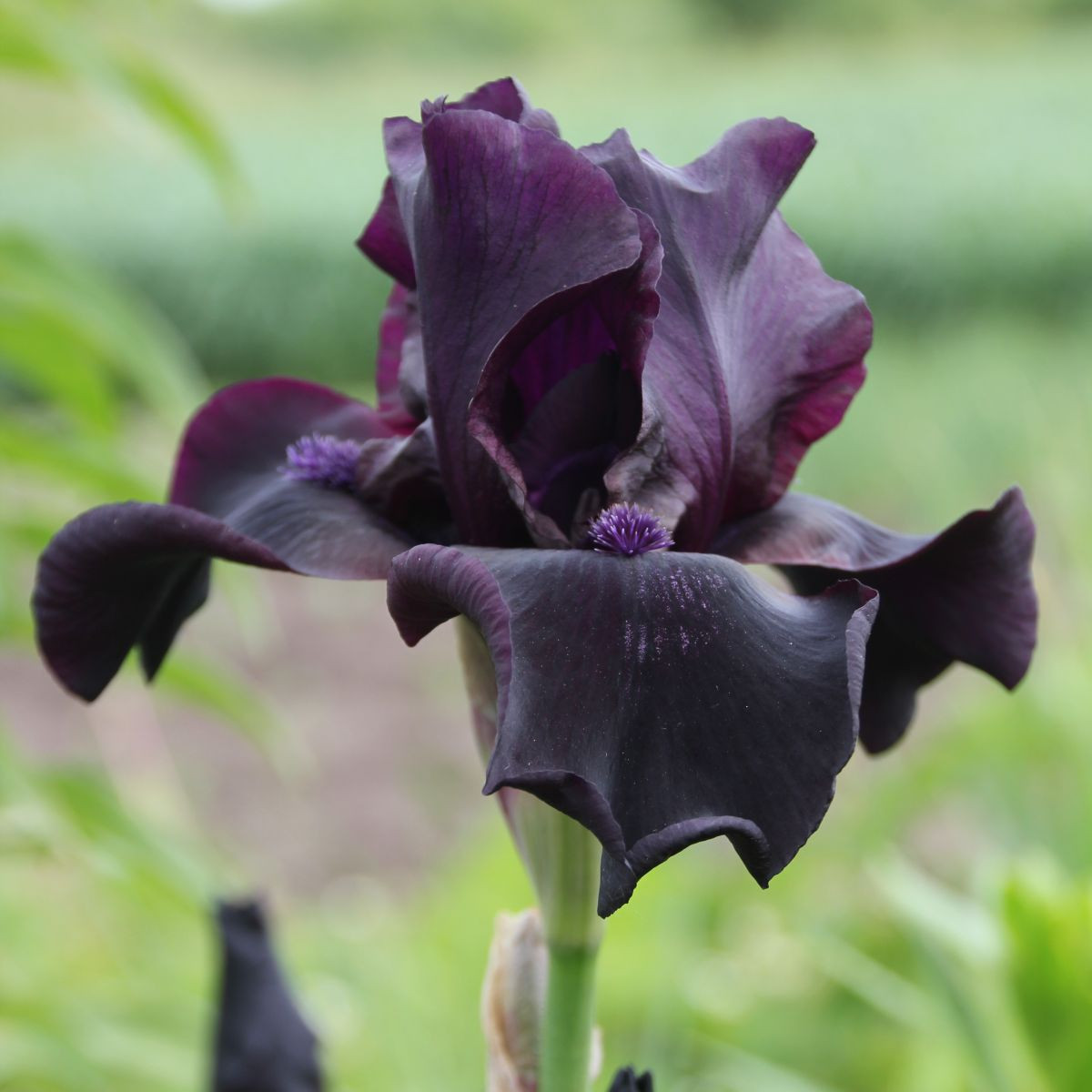 Kosatec německý Black Night - Iris germanica - prodej hlíz - 1 ks