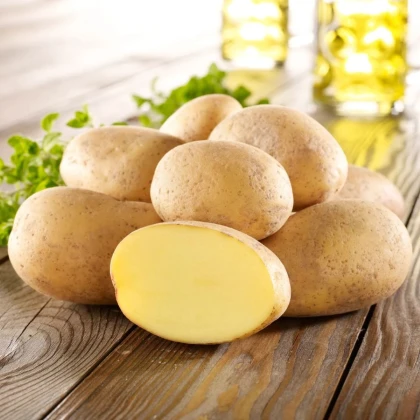 BIO Brambory sadbové Gunda - Solanum tuberosum - Kiepenkerl - prodej bio sadby - 10 ks
