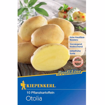 Sadbové brambory Otolia - Solanum tuberosum - 10 ks