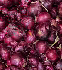Cibule sazečka Piroska - Allium cepa - prodej cibulek - 250 g