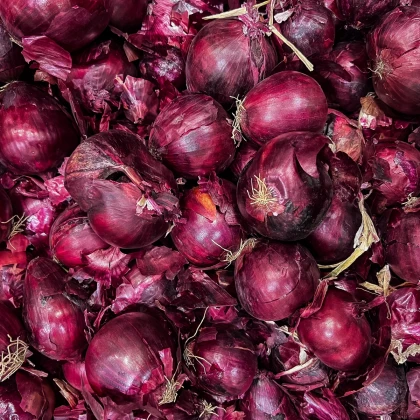 Cibule sazečka Piroska - Allium cepa - prodej cibulek - 250 g