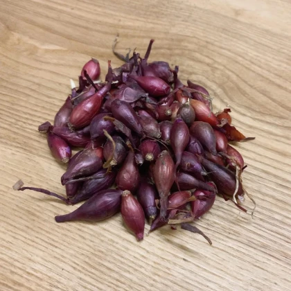 Cibule sazečka Piroska - Allium cepa - prodej cibulek - 250 g