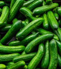 Okurka salátová Salamanda F1 - Cucumis sativus - prodej semen - 6 ks