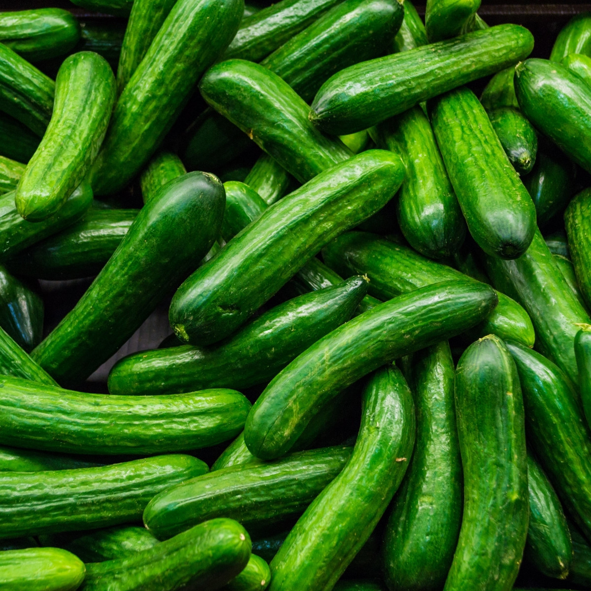 Okurka salátová Salamanda F1 - Cucumis sativus - prodej semen - 6 ks