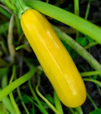 Cuketa Easy Pick Gold II F1 - Cucurbita pepo - prodej semen - 7 ks