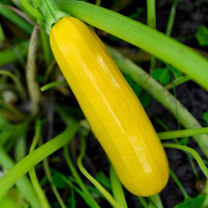 Cuketa Easy Pick Gold II F1 - Cucurbita pepo - prodej semen - 7 ks