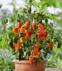 Paprika Lubega Mini Orange F1 - Capsicum annuum - prodej semen - 5 ks