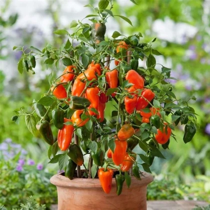 Paprika Lubega Mini Orange F1 - Capsicum annuum - prodej semen - 5 ks