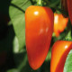 Paprika Lubega Mini Orange F1 - Capsicum annuum - prodej semen - 5 ks