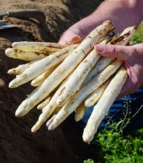 Chřest Gijnlim bílý - Asparagus officinalis - prodej prostokořenných sazenic - 2 ks