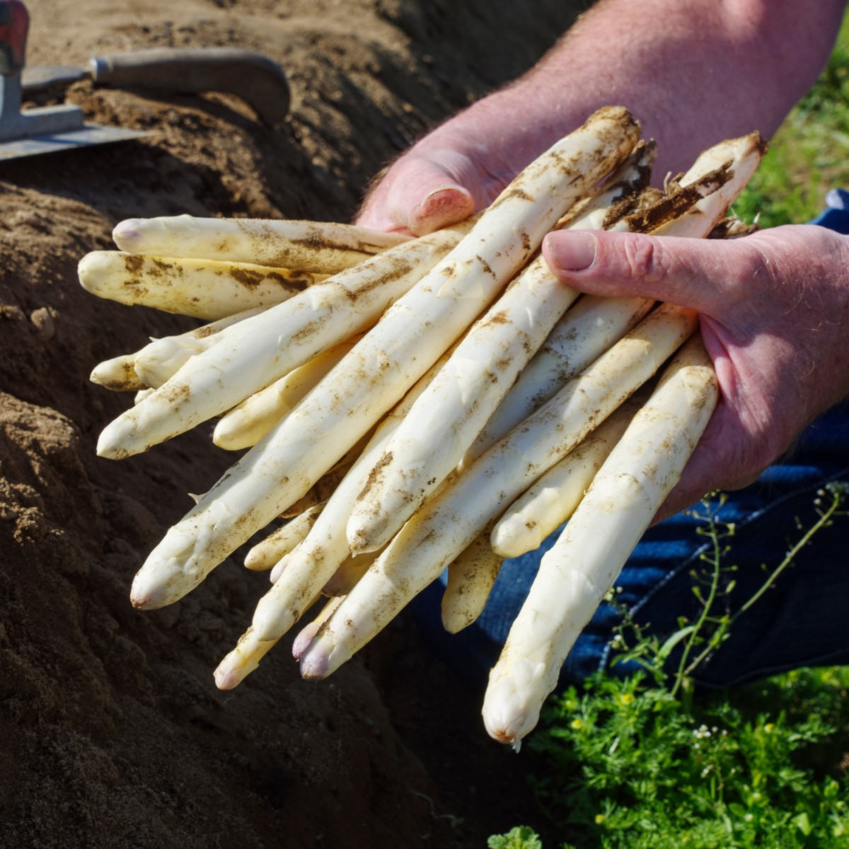 Chřest Gijnlim bílý - Asparagus officinalis - prodej prostokořenných sazenic - 2 ks