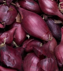 Cibule šalotka Schelia jarní červená - Allium cepa L. - prodej semen - 150 ks