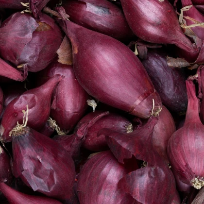 Cibule šalotka Schelia jarní červená - Allium cepa L. - prodej semen - 150 ks