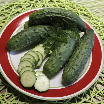 Okurka Patio Snacker F1 - vhodné pro balkóny - Cucumis sativus - prodej semen - 8 ks