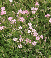 Šáter pacifický - Nevěstin závoj - Gypsophila pacifica - prodej semen - 100 ks