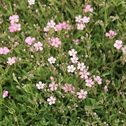 Šáter pacifický - Nevěstin závoj - Gypsophila pacifica - prodej semen - 100 ks