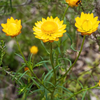 Slaměnka Lemon Yellow - Helichrysum bracteosum - prodej semena - 300 ks