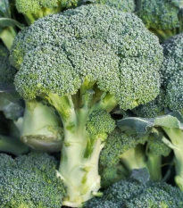 Brokolice Marathon F1 - Brassica oleracea - prodej semen - 30 ks