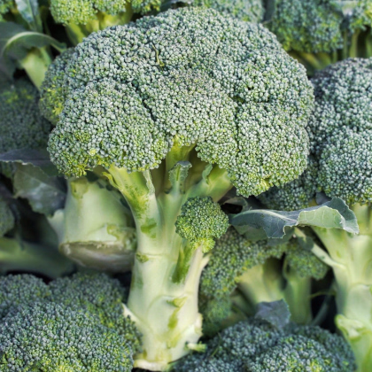 Brokolice Marathon F1 - Brassica oleracea - prodej semen - 30 ks