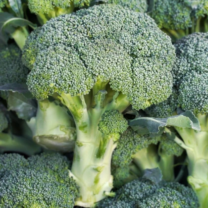 Brokolice Marathon F1 - Brassica oleracea - prodej semen - 30 ks