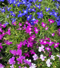 Lobelka převislá Color Cascade - Lobelia erinus pendula - prodej semen - 500 ks