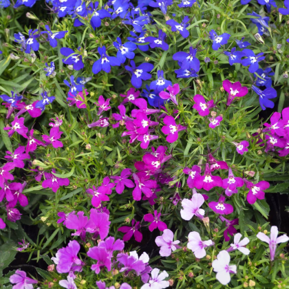 Lobelka převislá Color Cascade - Lobelia erinus pendula - prodej semen - 500 ks