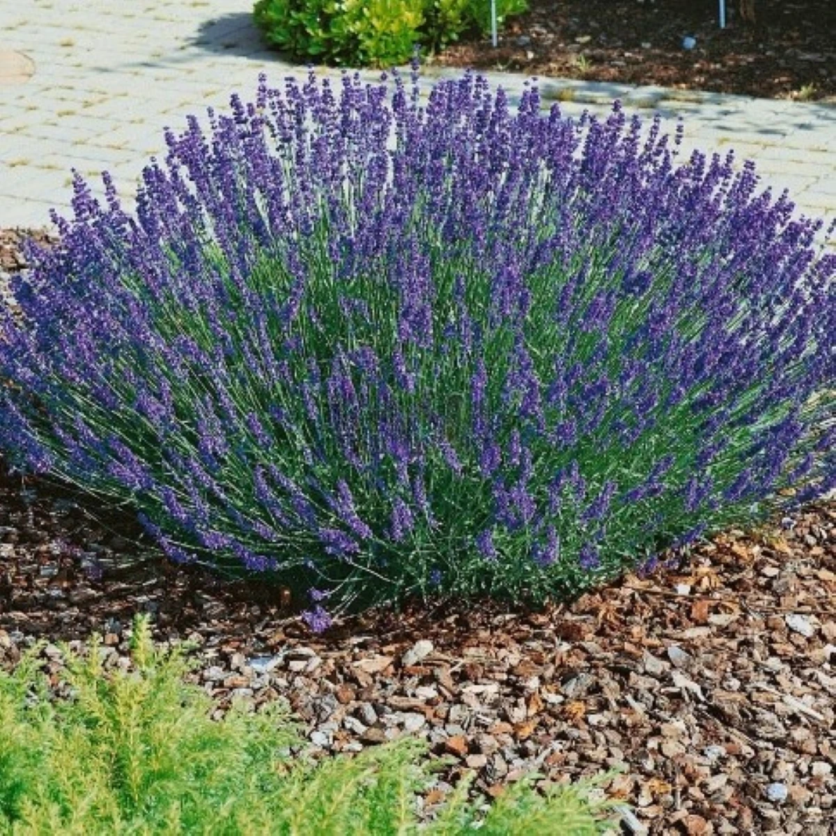 Levandule lékařská Provence - Lavandula angustifolia - prodej semen - 15 ks