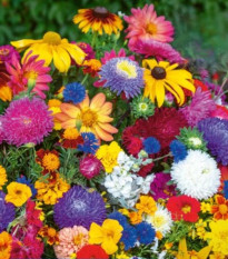 Květinová směs - Last Minute - Kiepenkerl - prodej semen - 1 ks