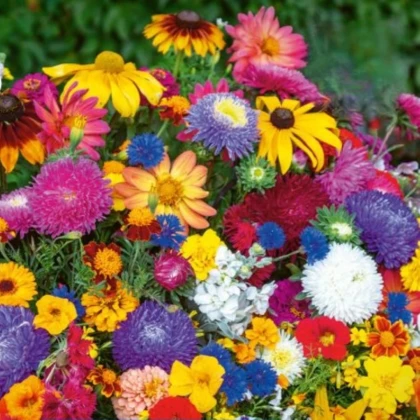 Květinová směs - Last Minute - Kiepenkerl - prodej semen - 1 ks