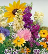 Květinová směs - Letní večer - Kiepenkerl - prodej semen - 1 ks