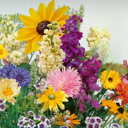 Květinová směs - Letní večer - Kiepenkerl - prodej semen - 1 ks