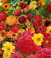 Květinová směs - Ohnivý večer - Kiepenkerl - prodej semen - 1 ks