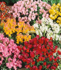 Hledík větší Tom Pouce - Antirrhinum majus L. - prodej semen - 300 ks