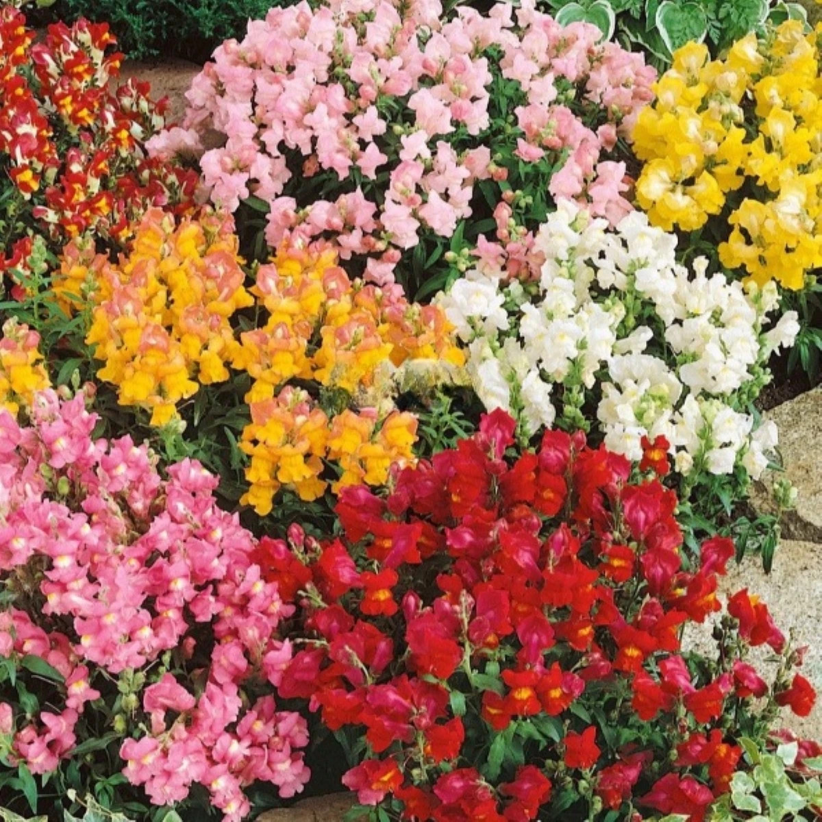 Hledík větší Tom Pouce - Antirrhinum majus L. - prodej semen - 300 ks