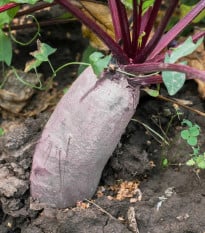 BIO Řepa červená Formanova - Beta vulgaris - prodej semen - 50 ks