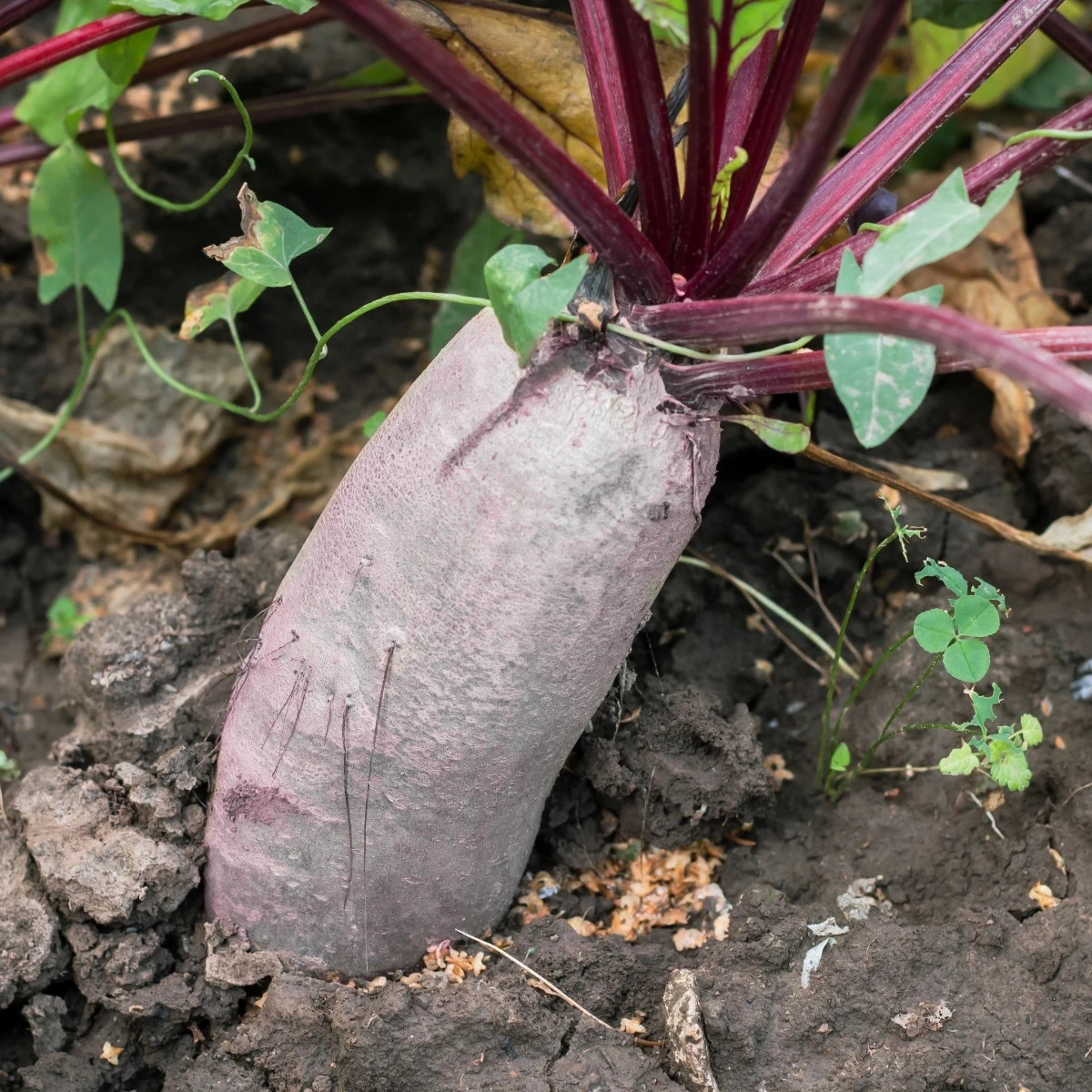 BIO Řepa červená Formanova - Beta vulgaris - prodej semen - 50 ks
