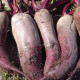 BIO Řepa červená Formanova - Beta vulgaris - prodej semen - 50 ks