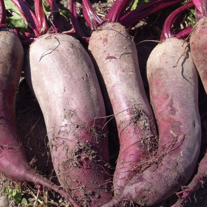 BIO Řepa červená Formanova - Beta vulgaris - prodej semen - 50 ks
